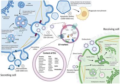 On the other end of the line: Extracellular vesicle-mediated communication in glaucoma